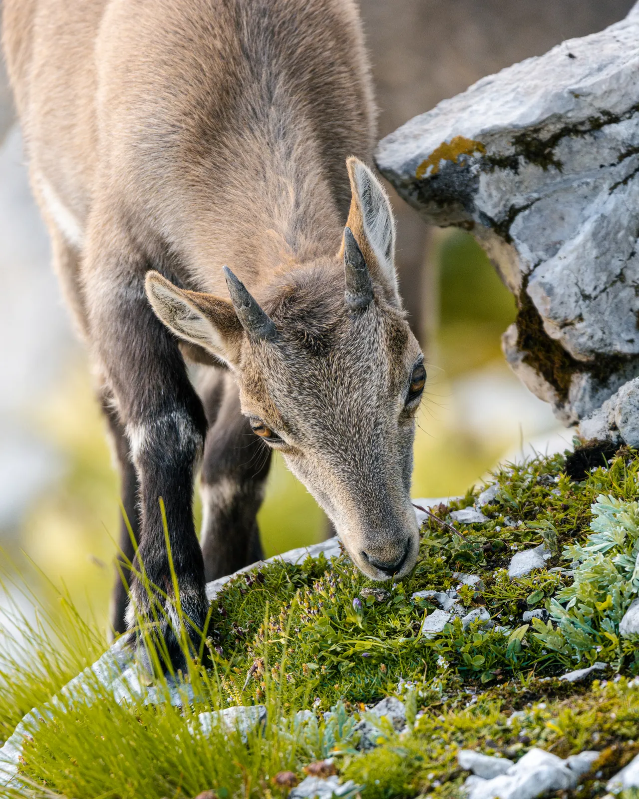 A young alpine ibex grazing among rocks