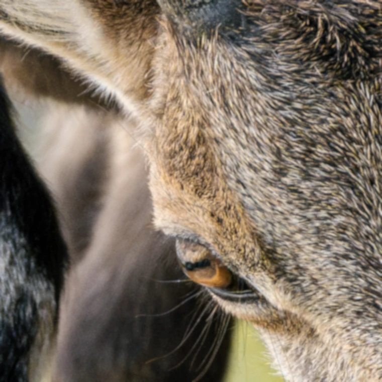 Close crop of an ibex's eye and fur before capture sharpening